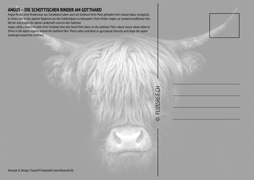 Angus-Rinder