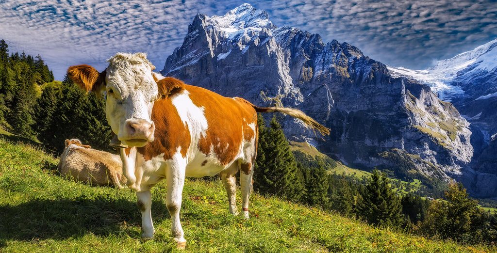 Grindelwald #12