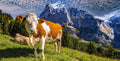 Grindelwald #12