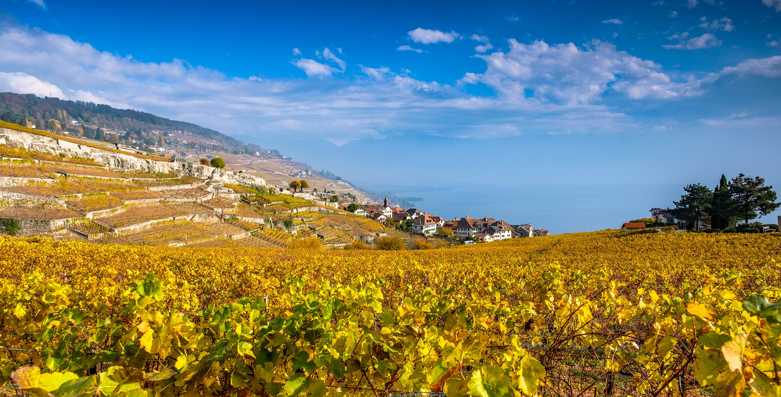 Lavaux #5