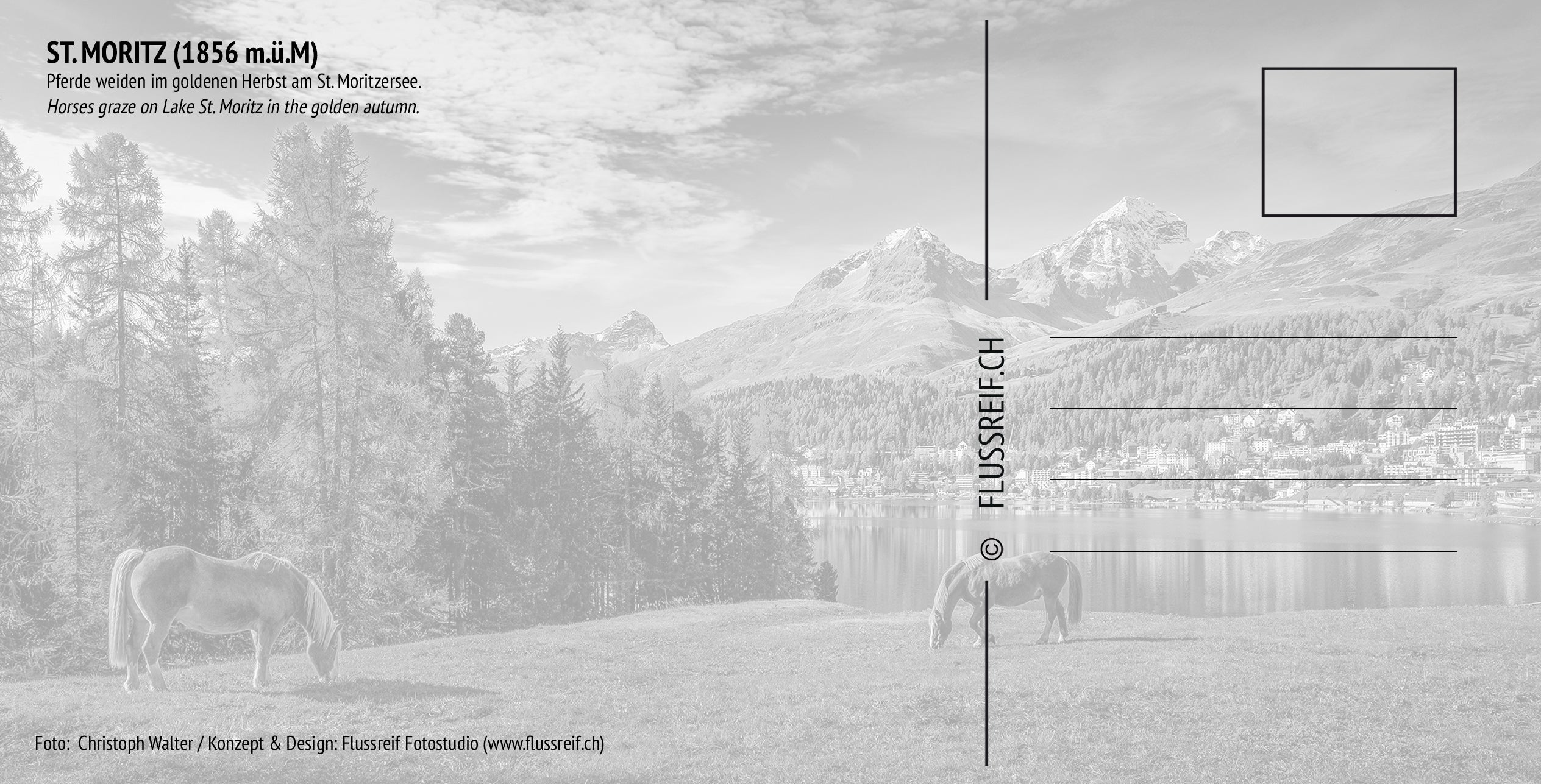Pferde -St. Moritz