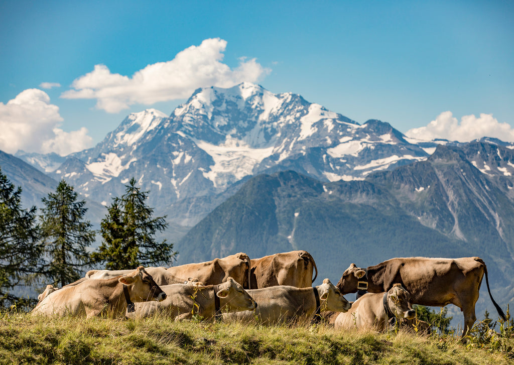 Riederalp #3