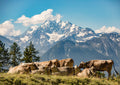 Riederalp #3