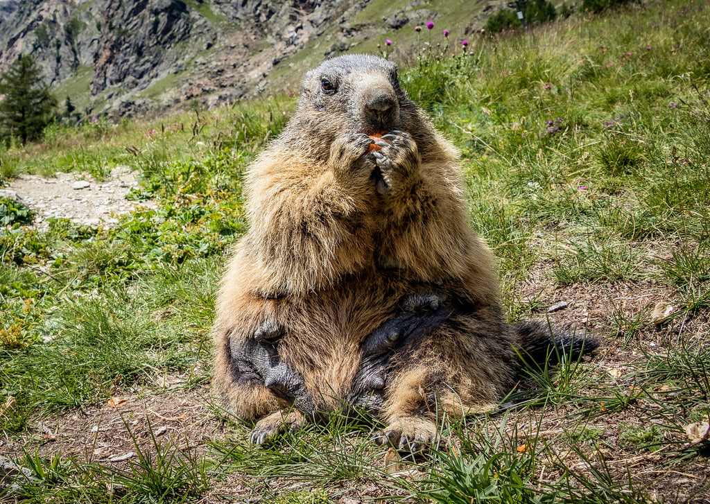 Saas-Fee