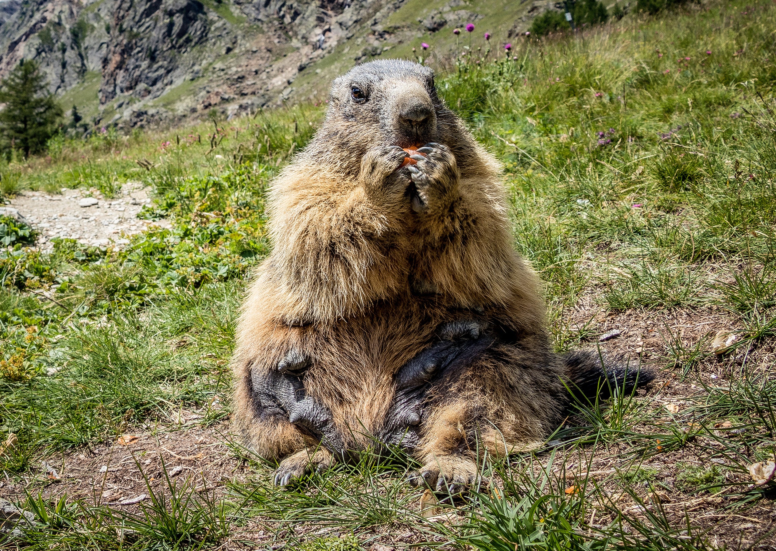 Saas-Fee