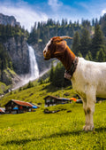 Stäuberfällen
