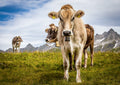 Unteralp #2