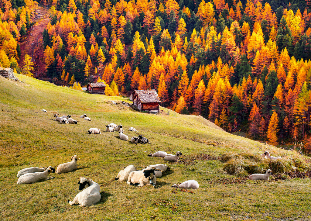 Zermatt Schafe