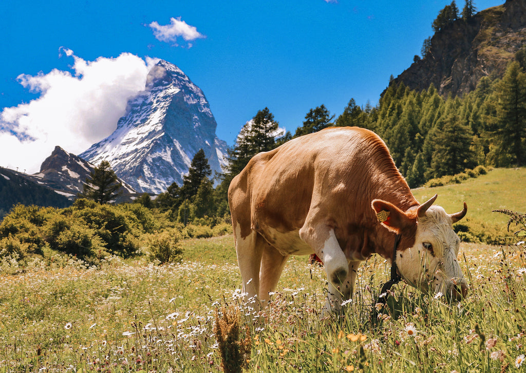 Zermatt #13